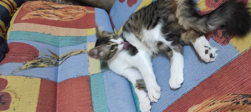 Tekir Kedi, Kedi  Kırçıklı fotoğrafı