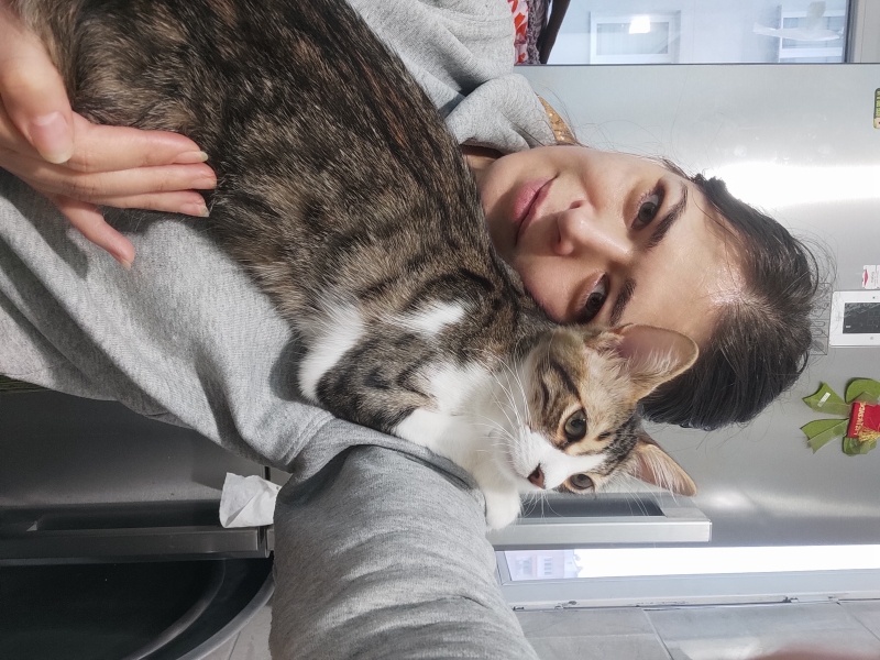 Tekir Kedi, Kedi  Kırçıklı fotoğrafı