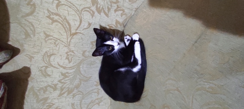 Tekir Kedi, Kedi  Karakız fotoğrafı