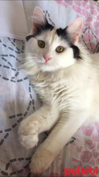 Maine Coon, Kedi  Pamuk fotoğrafı