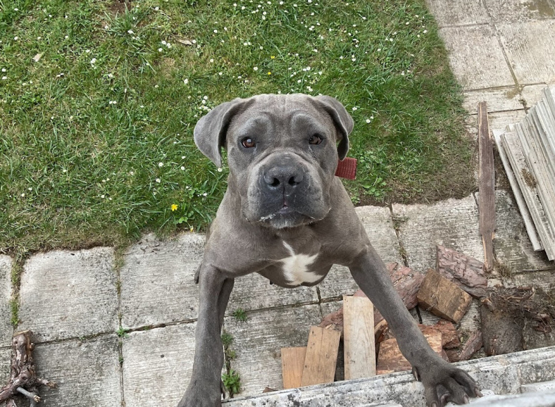 Cane Corso Italiano, Köpek  Lora fotoğrafı