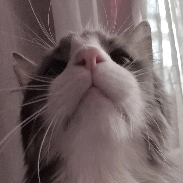 Tekir Kedi, Kedi  Ceviz Duman fotoğrafı