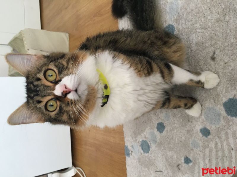 Maine Coon, Kedi  Ömer fotoğrafı