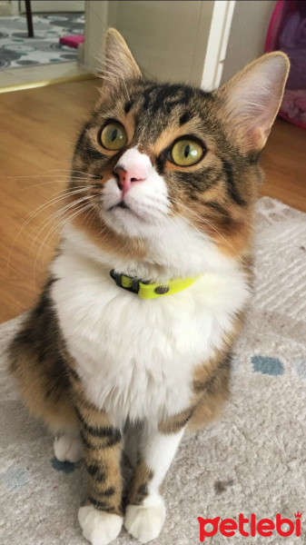 Maine Coon, Kedi  Ömer fotoğrafı