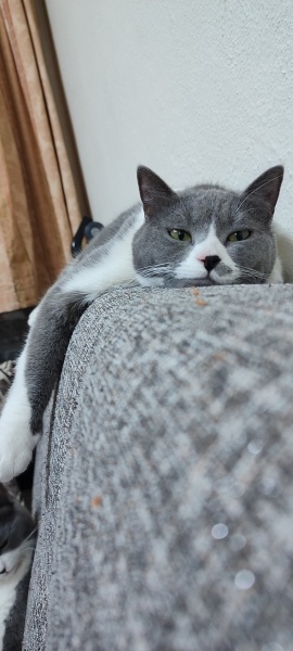 British Shorthair, Kedi  Lolipop fotoğrafı