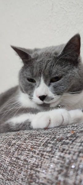 British Shorthair, Kedi  Lolipop fotoğrafı