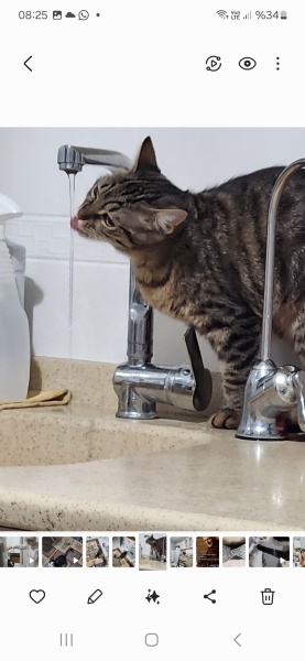 Tekir Kedi, Kedi  Milka fotoğrafı