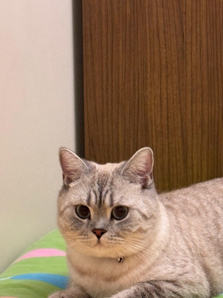 British Shorthair, Kedi  Simba fotoğrafı