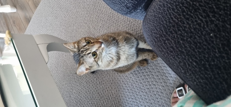 Tekir Kedi, Kedi  Fındık fotoğrafı