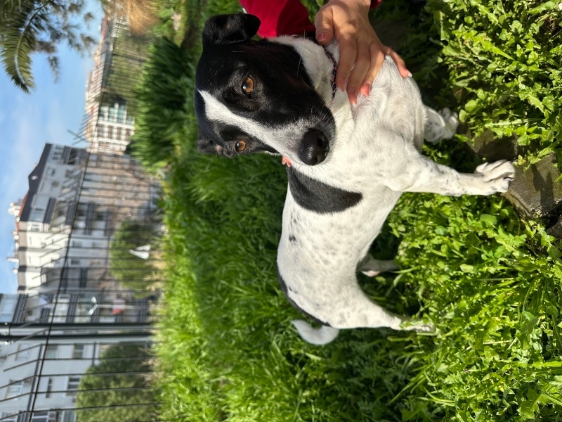 Jack Russell Terrier, Köpek  Rita fotoğrafı