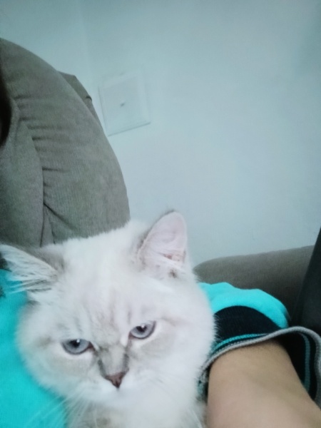British Shorthair, Kedi  Bulut fotoğrafı