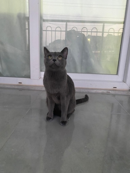 Mavi Rus, Kedi  Şila fotoğrafı
