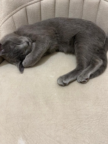 Mavi Rus, Kedi  Şila fotoğrafı
