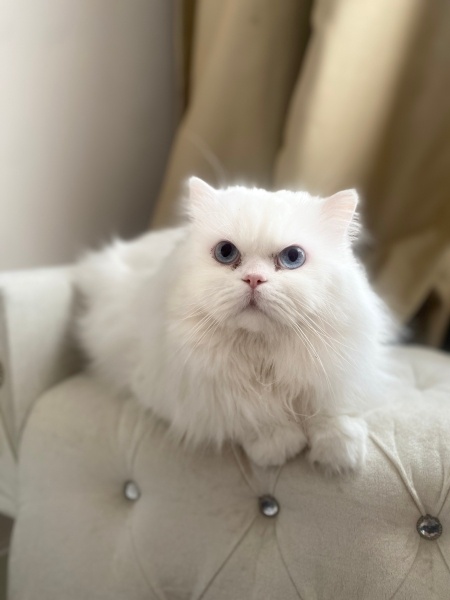 Chinchilla, Kedi  MİA fotoğrafı