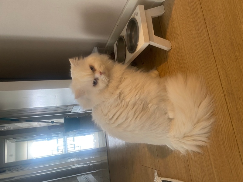 Chinchilla, Kedi  MİA fotoğrafı