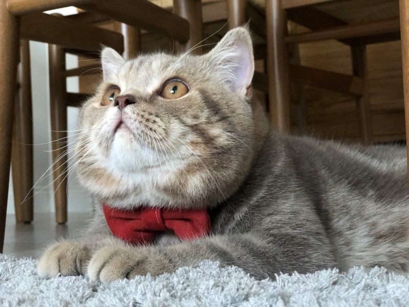British Longhair, Kedi  Coffee Çakıl fotoğrafı