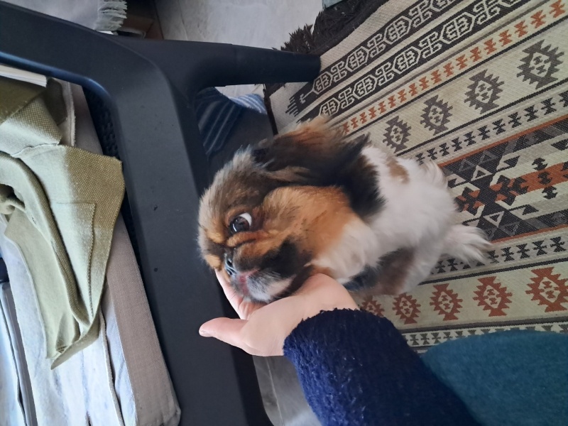 Pekingese, Köpek  Şeker fotoğrafı