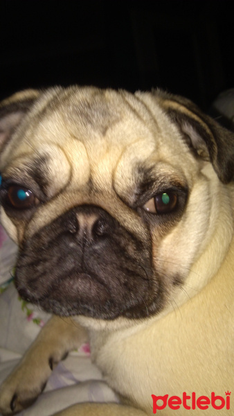 Pug, Köpek  Bihter fotoğrafı