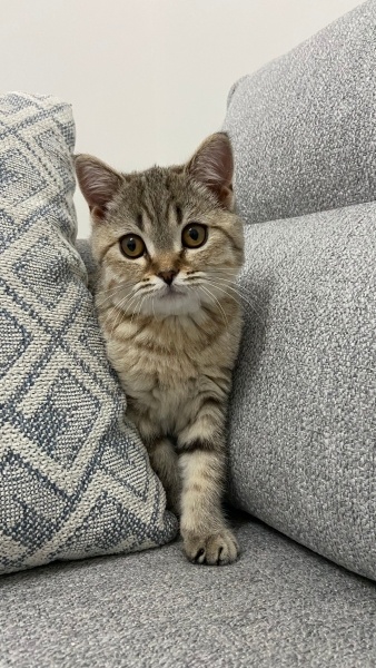 British Shorthair, Kedi  Çakıl fotoğrafı