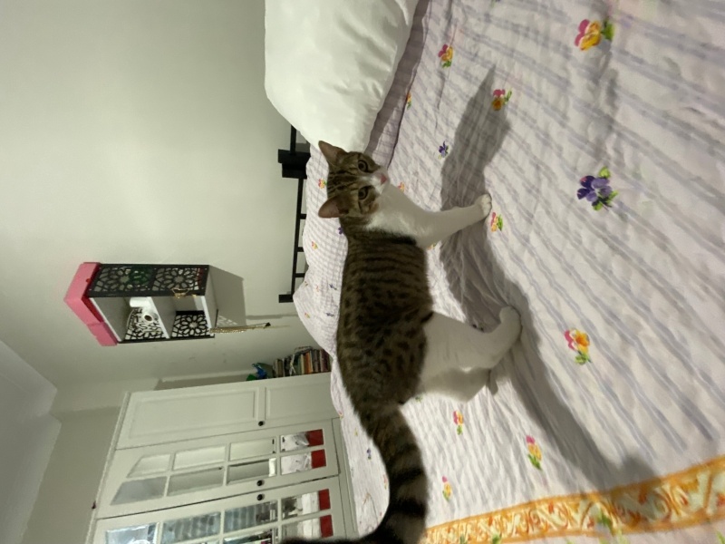 Tekir Kedi, Kedi  bambi fotoğrafı