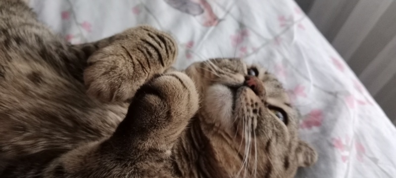 Scottish Fold, Kedi  Paris fotoğrafı
