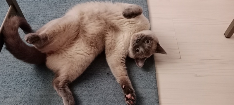 British Shorthair, Kedi  Maya fotoğrafı