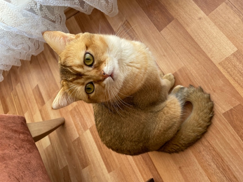 British Shorthair, Kedi  Badem fotoğrafı