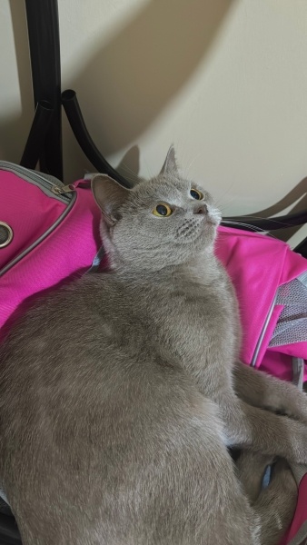 British Shorthair, Kedi  Mino fotoğrafı