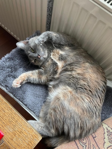 Tekir Kedi, Kedi  Korsan fotoğrafı
