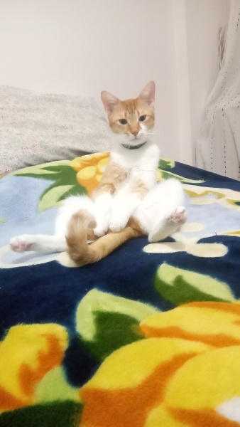 Sarman, Kedi  Limon fotoğrafı