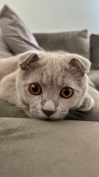 Scottish Fold, Kedi  Ares fotoğrafı