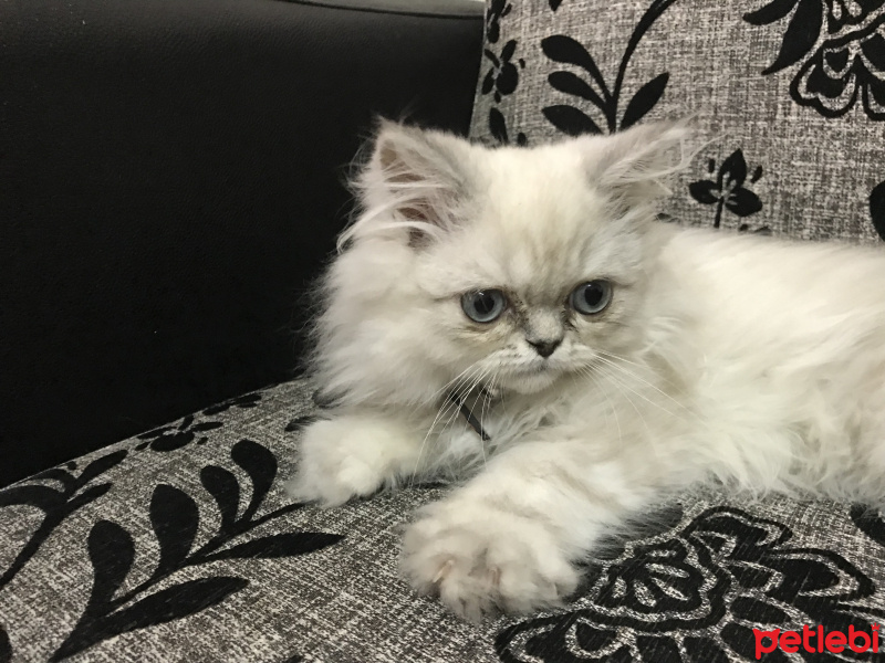 Himalayan, Kedi  Paşa fotoğrafı