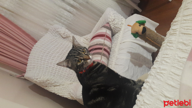 Tekir Kedi, Kedi  Umut fotoğrafı