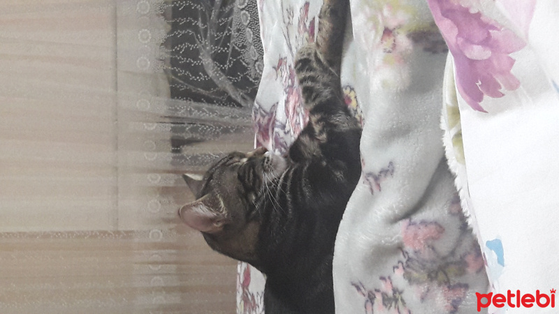 Tekir Kedi, Kedi  Umut fotoğrafı