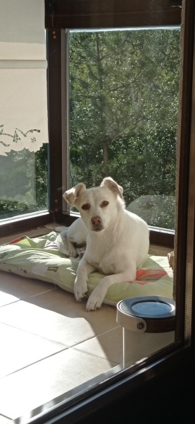 Jack Russell Terrier, Köpek  Eva fotoğrafı
