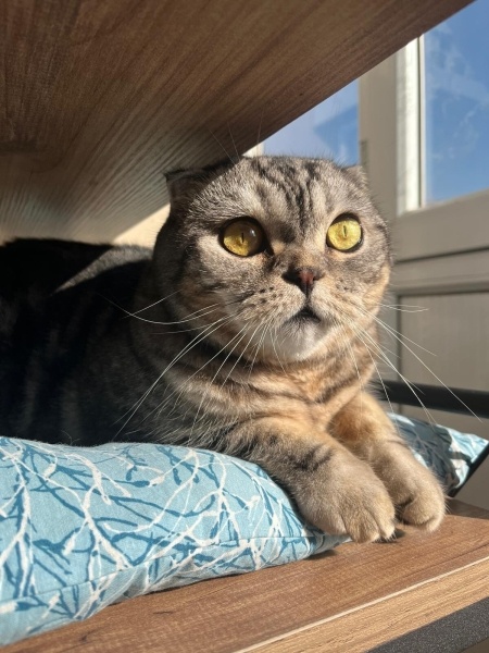 Scottish Fold, Kedi  Riva fotoğrafı