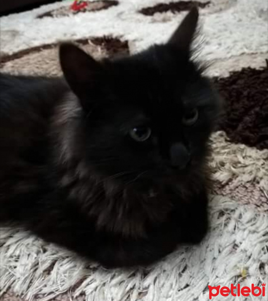 York Chocolate, Kedi  Pamuk fotoğrafı