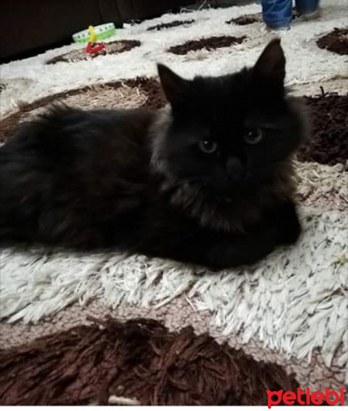 York Chocolate, Kedi  Pamuk fotoğrafı