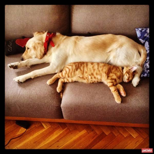 Golden Retriever, Köpek  Luna fotoğrafı