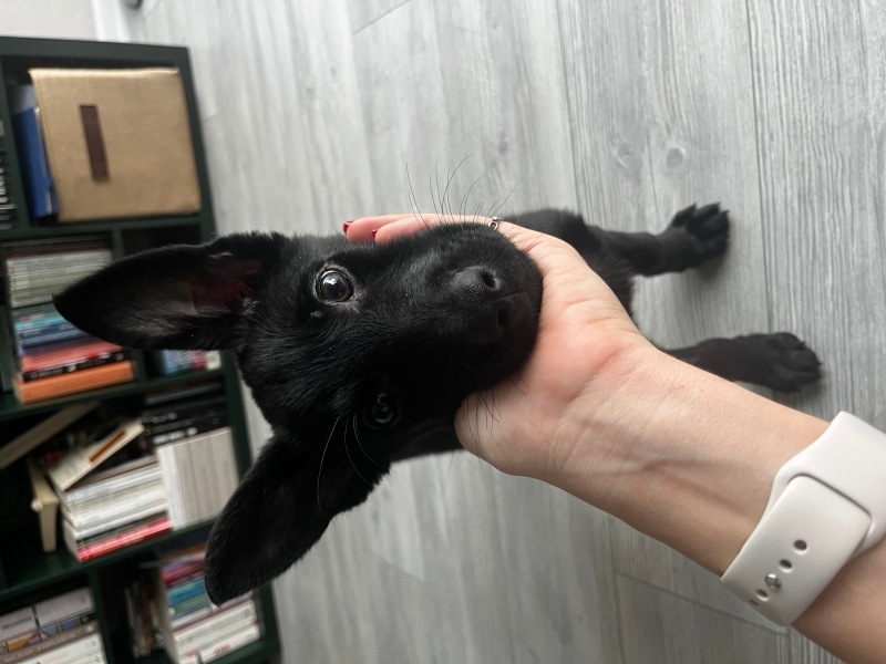 Belçika Malinois, Köpek  Gece fotoğrafı