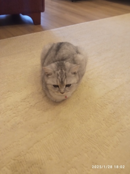 British Shorthair, Kedi  Lady fotoğrafı