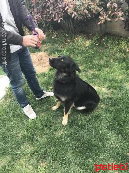 Sokö (Sokak Köpeği), Köpek  Esteban fotoğrafı