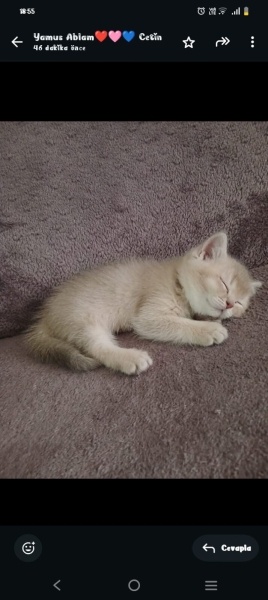 British Shorthair, Kedi  Mia fotoğrafı