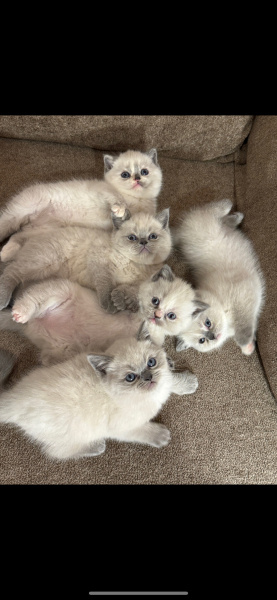 British Shorthair, Kedi  Yavrular fotoğrafı