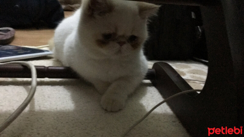 Exotic Shorthair, Kedi  Chucky fotoğrafı