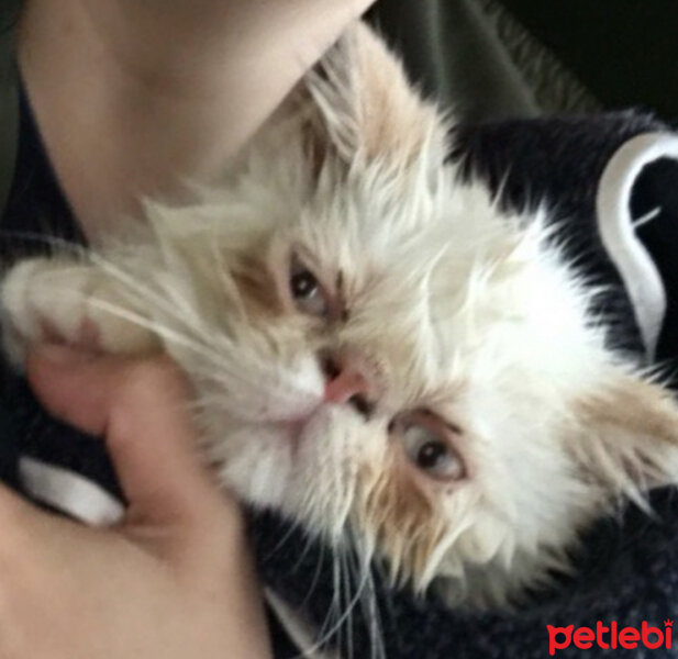 Exotic Shorthair, Kedi  Chucky fotoğrafı