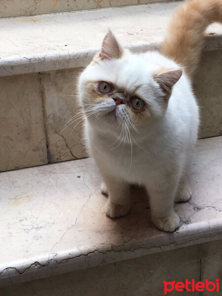 Exotic Shorthair, Kedi  Chucky fotoğrafı