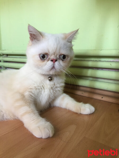 Exotic Shorthair, Kedi  Chucky fotoğrafı