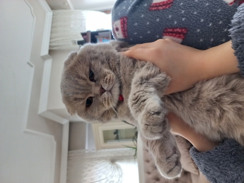 Scottish Fold, Kedi  Melüş fotoğrafı