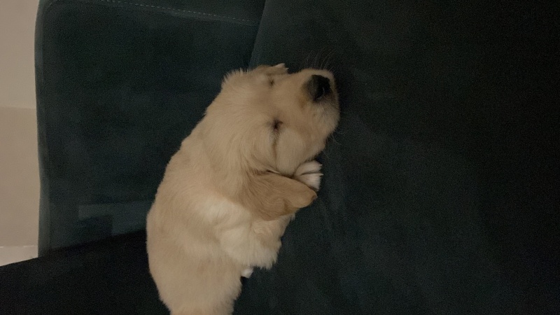 Golden Retriever, Köpek  Köpük fotoğrafı